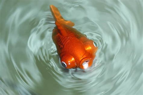 fish are fake